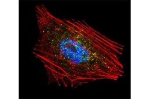 Confocal immunofluorescent analysis of Parkin antibody with NCI-H460 cells followed by Alexa Fluor 488-conjugated goat anti-rabbit lgG (green). (Parkin antibody  (AA 111-140))
