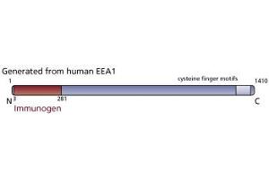 Image no. 4 for anti-Early Endosome Antigen 1 (EEA1) (AA 3-281) antibody (ABIN967983) (EEA1 antibody  (AA 3-281))