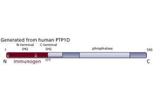 Image no. 3 for anti-Protein tyrosine Phosphatase, Non-Receptor Type 11 (PTPN11) (AA 1-177) antibody (ABIN968069) (PTPN11 antibody  (AA 1-177))