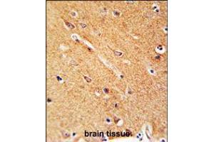 ANKFY1 Antibody immunohistochemistry analysis in formalin fixed and paraffin embedded human brain tissue followed by peroxidase conjugation of the secondary antibody and DAB staining. (ANKFY1 antibody  (C-Term))