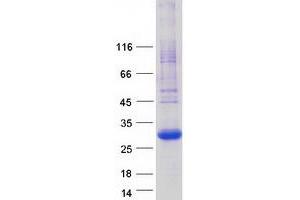 PGRMC1 Protein (Myc-DYKDDDDK Tag)