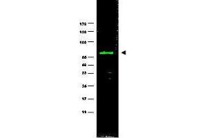Western blot using  monoclonal anti-HEF1 antibody (clone 2G9) antibody shows detection of a 115 kDa band corresponding to HEF1 in MCF7 lysate (arrowhead). (NEDD9 antibody  (AA 82-398, AA 843))