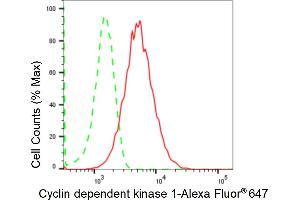 Flow cytometric analysis of Cyclin dependent kinase 1 expression in HepG2 cells using Cyclin dependent kinase 1 antibody (ABIN7798205), 1:2,000).