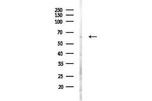 anti-Ubiquitin Specific Peptidase 22 (USP22) (Internal Region) antibody