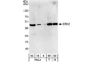 Western Blotting (WB) image for anti-Mitogen-Activated Protein Kinase 1 (MAPK1) (AA 310-360) antibody (ABIN7454543)