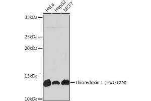 Western blot analysis of extracts of various cell lines, using Thioredoxin 1 (Trx1/TXN) Rabbit mAb (ABIN1679926, ABIN3018425, ABIN3018426 and ABIN7101611) at 1:1000 dilution. (TXN antibody)