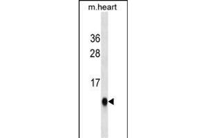 UBL5 Antibody ABIN1539867 western blot analysis in mouse heart tissue lysates (35 μg/lane). (UBL5 antibody)