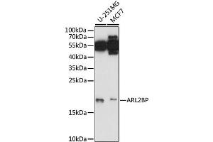 Western blot analysis of extracts of various cell lines, using ARL2BP antibody (ABIN6292618) at 1:1000 dilution. (ARL2BP antibody)