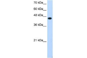 WB Suggested Anti-TFAP2E Antibody Titration:  1. (TFAP2E antibody  (C-Term))