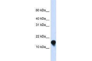 WB Suggested Anti-FXYD1 Antibody Titration:  0. (FXYD1 antibody  (N-Term))
