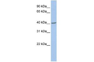 WB Suggested Anti-FMOD Antibody Titration: 0. (Fibromodulin antibody  (N-Term))