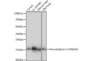 Western blot analysis of extracts of various cell lines, using Peroxiredoxin 4 (PRDX4) (PRDX4) Rabbit mAb (ABIN7269238) at 1:1000 dilution. (Peroxiredoxin 4 antibody)