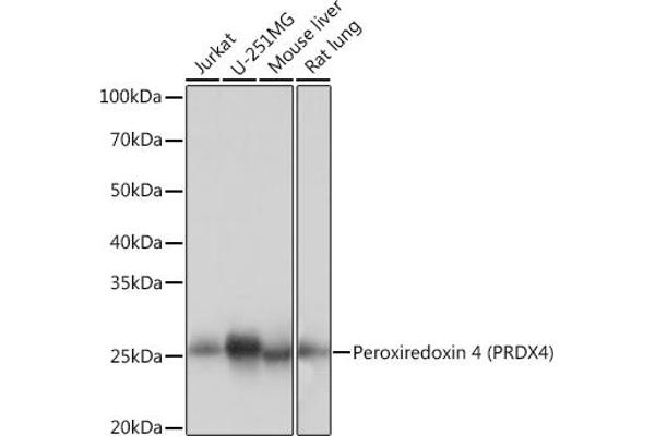 Peroxiredoxin 4 antibody
