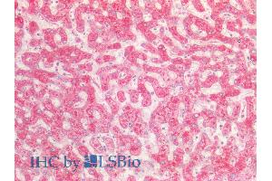 ABIN5539723 (5µg/ml) staining of paraffin embedded Human Liver. (FGA antibody  (Internal Region))