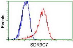 Image no. 2 for anti-Short Chain Dehydrogenase/reductase Family 9C, Member 7 (SDR9C7) (AA 1-313) antibody (ABIN1490738) (SDR9C7 antibody  (AA 1-313))