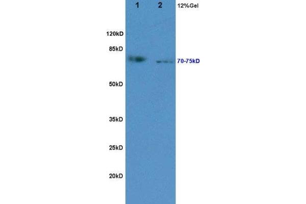 KIRREL2 Antikörper  (AA 165-260)