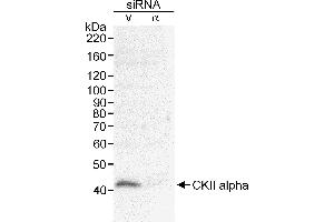 Western Blotting (WB) image for anti-Casein Kinase 2 alpha 1 (CSNK2A1) (AA 1-50) antibody (ABIN7452878)