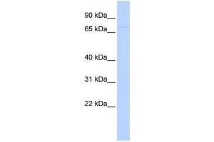 WB Suggested Anti-SP2 Antibody Titration:  0. (Sp2 antibody  (N-Term))