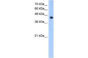 WB Suggested Anti-ACADL Antibody Titration:  0. (ACADL antibody  (N-Term))