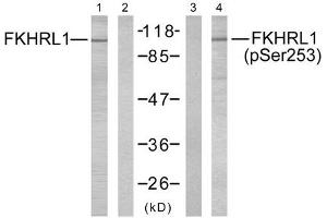 Western blot analysis of extracts from NIH/3T3 cells using FKHRL1 (Ab-253) antibody (Lane 1 and 2) and FKHRL1 (phospho-Ser253) antibody (Lane 3 and 4). (FOXO3 antibody  (pSer253))