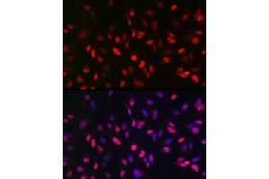 Immunofluorescence analysis of U2OS cells using KDM3A Rabbit pAb (ABIN6134725, ABIN6142790, ABIN6142791 and ABIN6215526) at dilution of 1:150 (40x lens). (KDM3A antibody  (AA 350-450))