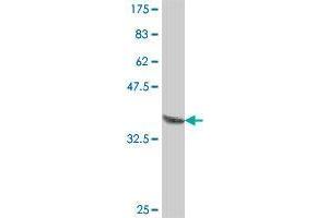 IER5 antibody  (AA 1-56)