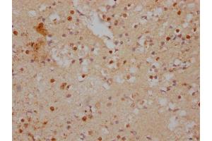 IHC image of ABIN7156707 diluted at 1:500 and staining in paraffin-embedded human brain tissue performed on a Leica BondTM system. (IFRD1 antibody  (AA 1-200))