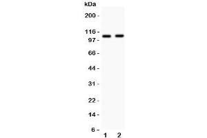 Western blot testing of Nod1 antibody and Lane 1:  human A549;  2: rat heart lysate. (NOD1 antibody  (AA 1-160))