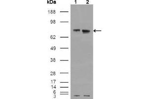 Western Blot showing using ER antibody used against HEK293T cells transfected with the pCMV6-ENTRY control (1) and pCMV6-ENTRY ER cDNA (2).