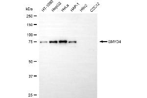 Western blotting analysis using SMYD4 antibody (ABIN7800323). (SMYD4 antibody)