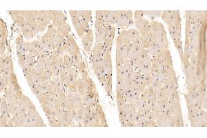 Detection of ADPN in Porcine Cardiac Muscle Tissue using Monoclonal Antibody to Adiponectin (ADPN) (ADIPOQ antibody  (AA 18-243))