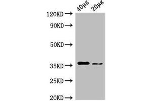 Western Blot Positive WB detected in: Rosseta bacteria lysate at 40 μg, 20 μg All lanes: dcyD antibody at 0. (DcyD antibody  (AA 2-328) (Biotin))