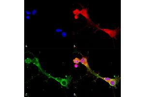 Immunocytochemistry/Immunofluorescence analysis using Mouse Anti-ASIC1 Monoclonal Antibody, Clone S271-44 (ABIN2483692). (ASIC1 antibody  (AA 460-526) (Biotin))