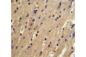 p73 antibody IHC analysis in formalin fixed and paraffin embedded mouse brain. (Tumor Protein p73 antibody  (AA 288-317))