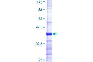 JRK Protein (AA 2-100) (GST tag)