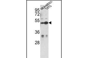 Western blot analysis of CEP55 Antibody (N-term) (ABIN652526 and ABIN2842354) in MDA-M, T47D cell line lysates (35 μg/lane). (CEP55 antibody  (N-Term))