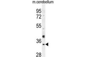Western Blotting (WB) image for anti-Olfactory Receptor, Family 51, Subfamily I, Member 1 (OR51I1) antibody (ABIN2995744)