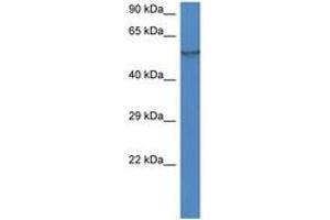 Image no. 1 for anti-Flavin Containing Monooxygenase 1 (FMO1) (AA 40-89) antibody (ABIN6747263) (FMO1 antibody  (AA 40-89))