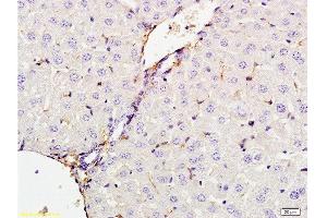 Formalin-fixed and paraffin embedded rat liver tissue labeled with Anti-CXCL13 Polyclonal Antibody, Unconjugated  at 1:200 followed by conjugation to the secondary antibody and DAB staining (CXCL13 antibody  (AA 23-109))