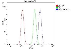 anti-Voltage-Dependent Anion Channel 3 (VDAC3) (AA 83-147) antibody
