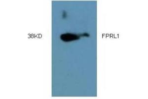 Western Blotting (WB) image for anti-Formyl Peptide Receptor 2 (FPR2) (AA 181-192) antibody (ABIN452645) (FPR2 antibody  (AA 181-192))