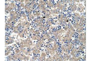 Image no. 1 for anti-BRICK1, SCAR/WAVE Actin-Nucleating Complex Subunit (BRK1) (C-Term) antibody (ABIN341474) (BRK1 antibody  (C-Term))