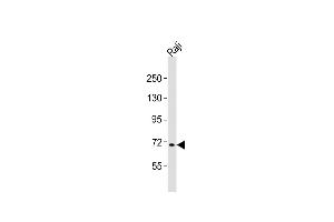 Anti-FBXW7 Antibody (N-term)at 1:2000 dilution + Raji whole cell lysates Lysates/proteins at 20 μg per lane. (FBXW7 antibody  (N-Term))