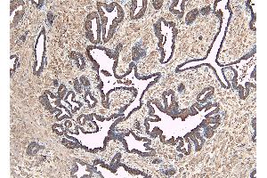 ABIN184638 (8µg/ml) staining of paraffin embedded Human Prostate. (DUSP1 antibody  (C-Term))