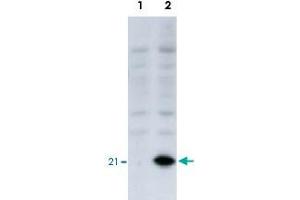 Identification of the EID1 protein by EID1 monoclonal antibody, clone #2  by western blotteing. (EID1 antibody  (AA 1-19))