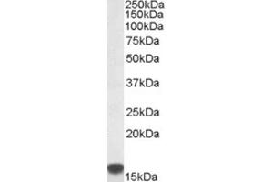 Western Blotting (WB) image for anti-S100 Calcium Binding Protein A9 (S100A9) (Internal Region) antibody (ABIN2466632)