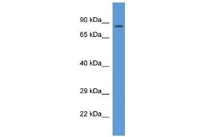 Western Blot showing PPP1R15B antibody used at a concentration of 1 ug/ml against THP-1 Cell Lysate