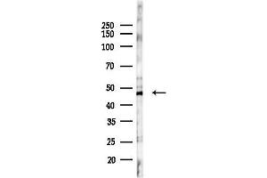 Western blot analysis of lysates from Mouse liver, using RASGEF1B Antibody at 1/1000 dilution.