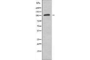 Western blot analysis of extracts from K562 cells, using RPS6KC1 antibody. (RPS6KC1 antibody  (Internal Region))