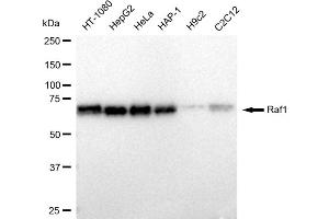 Western blotting analysis using Raf1 antibody (ABIN7800800). (Recombinant RAF1 antibody)